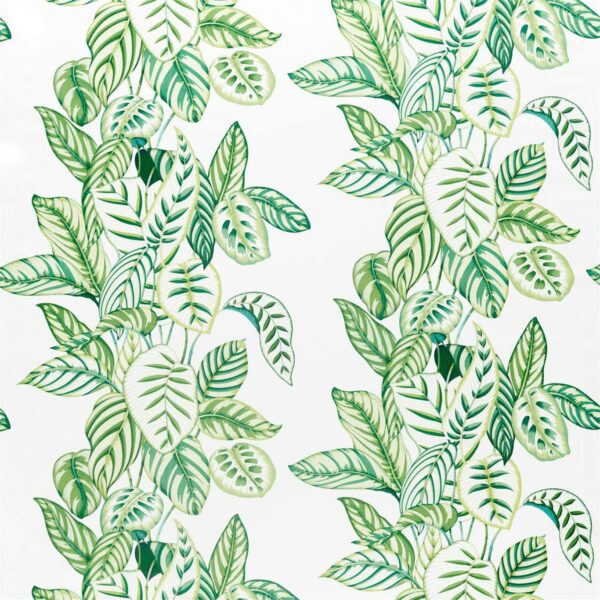 Calathea Botanical