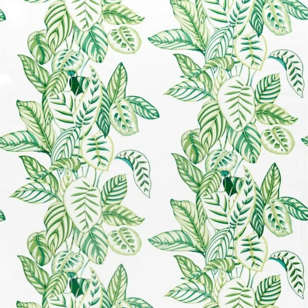 Calathea Botanical