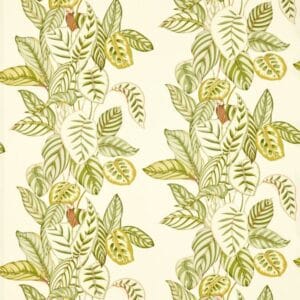 Calathea Indoor/Outdoor